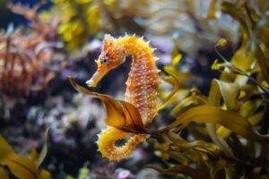 Common Seahorse