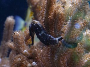 Pot Bellied Seahorse