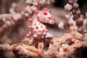 Pygmy Seahorse