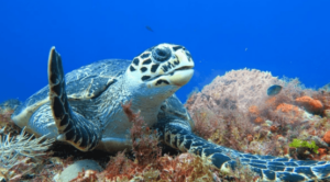 Sea Turtle