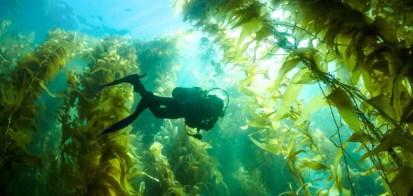 California Scuba Diving