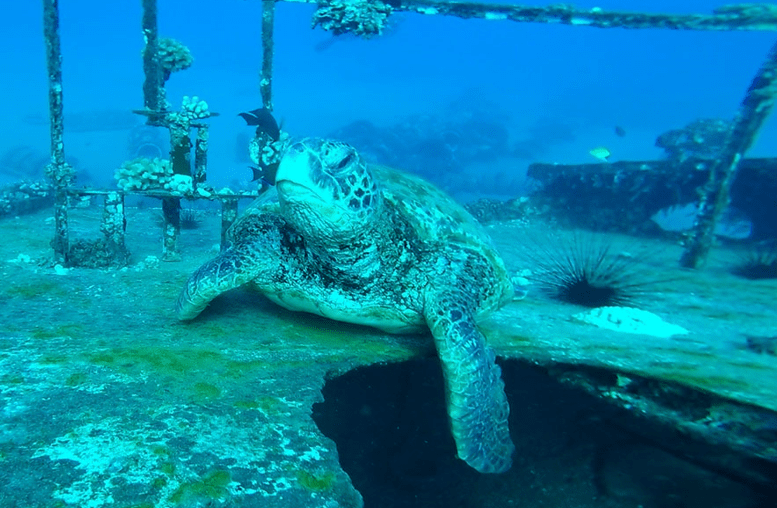 St. Anthony Wreck, Maui