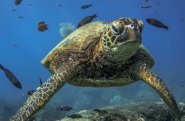 Turtle Canyon, Oahu