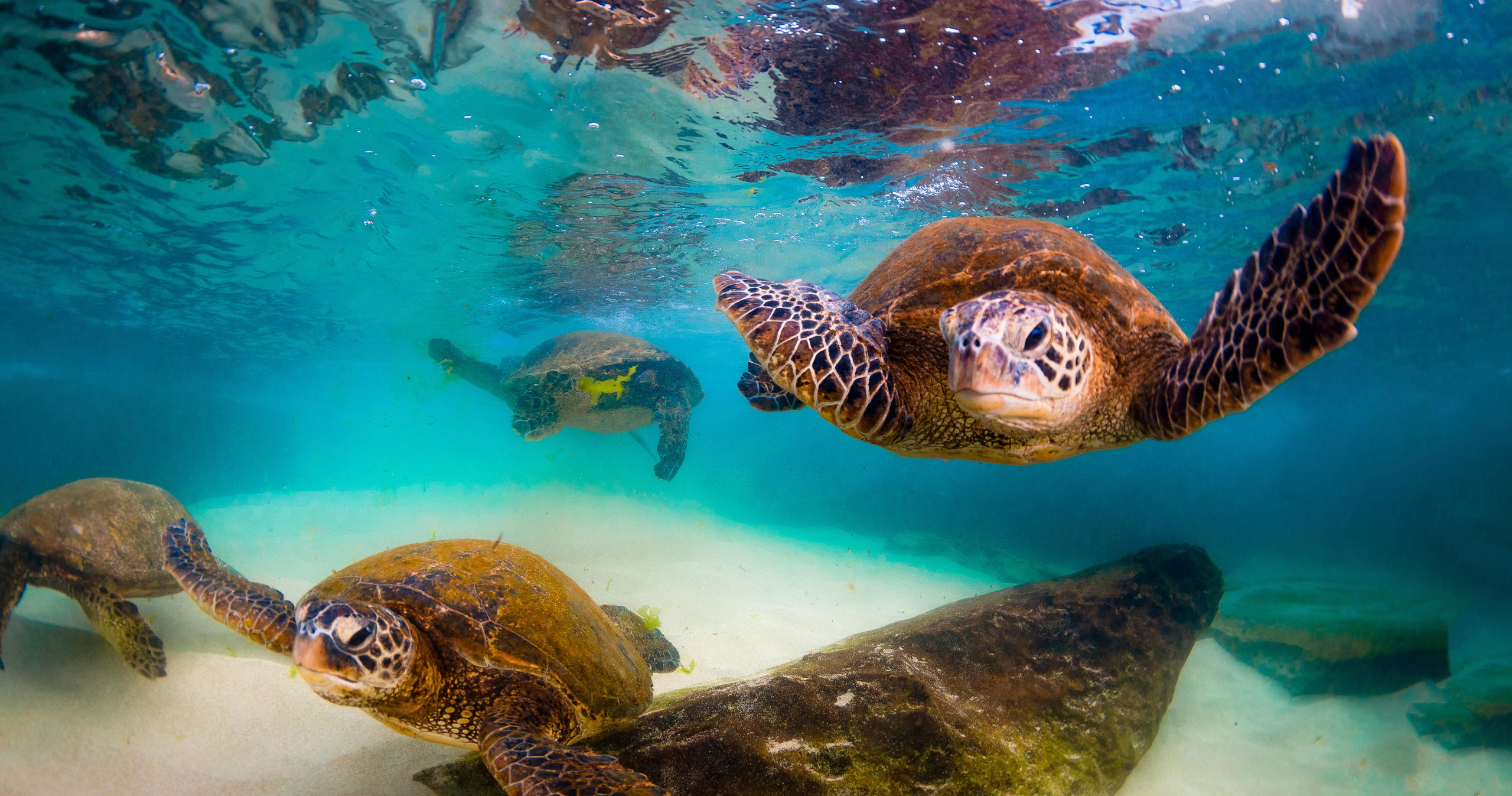 Kauai’s Ultimate Guided Shore Snorkeling Adventure SOUTH *(NO BOAT)* Featured Image