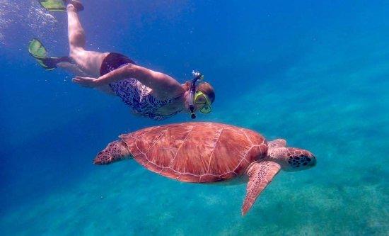 Buck Island & Water Island Shared Charter: Snorkel & Swim with Turtles Featured Image