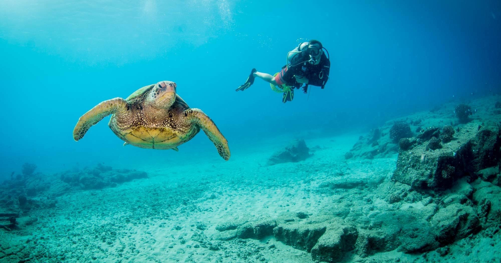 Kauai's Ultimate Shore Dive - SOUTH ISLAND Featured Image