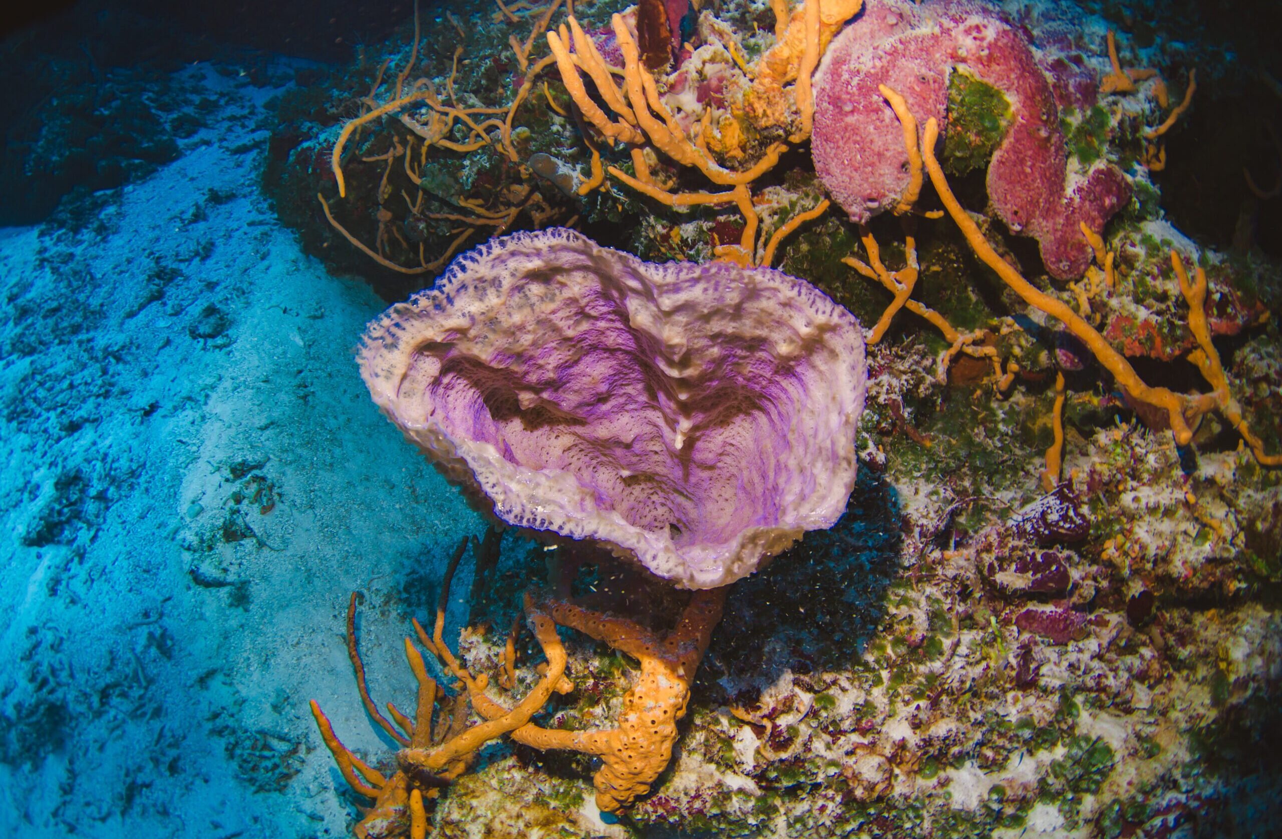 Cozumel, Palancar Reef