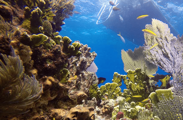 Molasses Reef, Key Largo